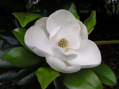 L’Energia curativa dei fiori: “Magnolia Bianca con l’Arcangelo Michele”